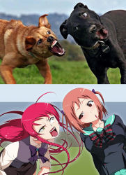 Rule 34 | 2girls, angry, braid, breasts, brown eyes, brown hair, chestnut mouth, comparison, derivative work, dog, green eyes, hataraku maou-sama!, humor, large breasts, long hair, multiple girls, no legwear, open mouth, photo-referenced, photo (medium), photo inset, red hair, reference inset, reference photo, sasaki chiho, school uniform, short hair, short twintails, tanabe kyou, teeth, tongue, twintails, what, yusa emi