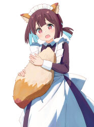 Rule 34 | 1girl, alternate costume, animal ear fluff, animal ears, apron, black dress, blue hair, brown hair, commentary request, dress, enmaided, fox ears, fox tail, frilled apron, frills, highres, holding own tail, hozuki momiji, kemonomimi mode, long sleeves, looking at viewer, maid, maid apron, maid headdress, multicolored hair, onii-chan wa oshimai!, open mouth, simple background, solo, tail, tetesudeesu, two-tone hair, white background