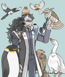 Rule 34 | 1boy, ace attorney, animal, animal on arm, animal on head, animal on shoulder, bird, bird on arm, bird on hand, bird on head, bird on shoulder, bird request, bird tail, black hair, black necktie, black suit, blue background, brown feathers, buttons, closed mouth, commentary, eagle, feather in mouth, feathers, formal, goose, highres, long hair, male focus, multicolored hair, necktie, on head, owl, penguin, phoenix wright: ace attorney - dual destinies, simon blackquill, simple background, snowy owl, suit, symbol-only commentary, tail, taka (ace attorney), talons, too many, too many birds, two-tone hair, white fur, white hair, white suit, wings, woghkfdydqnfr