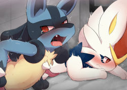 Rule 34 | 2boys, @ @, animal ears, animal hands, animal nose, arm support, black fur, blue fur, blush, body fur, cinderace, closed mouth, creatures (company), fang, furry, furry male, game freak, gen 4 pokemon, gen 8 pokemon, highres, lucario, lying, male focus, multiple boys, nintendo, on stomach, open mouth, pokemon, pokemon (creature), profile, public use, rabbit boy, rabbit ears, red eyes, saliva, sexually suggestive, snout, spikes, sweat, tearing up, through wall, tongue, tongue out, trembling, wall, white fur, wolf ears, yellow fur, yousan (pixiv540898)
