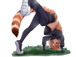 Rule 34 | 1girl, animal ears, arm support, bad id, bad pixiv id, bent over, black bow, black gloves, black hair, black pantyhose, bow, bowtie, brown eyes, brown hair, cutoffs, full body, gloves, grass, highres, isobee, kemono friends, kemono friends 2, lesser panda (kemono friends), medium hair, midriff peek, multicolored hair, navel, open mouth, outstretched leg, pantyhose, red panda ears, red panda tail, shoe soles, shoes, shorts, solo, stomach, stretching, striped, striped tail, sweater, tail, triangle mouth, upshirt, v-shaped eyebrows, white hair