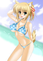 Rule 34 | 10s, 1girl, animal ears, bikini, blonde hair, blush, breasts, dog days, female focus, fox ears, fox tail, gradient background, green eyes, hair ribbon, highres, large breasts, ocean, oda ken&#039;ichi, open mouth, outdoors, ribbon, sky, solo, swimsuit, tail, white background, yukikaze panettone