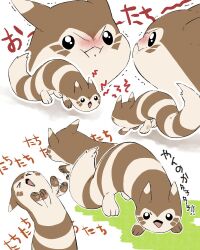 Rule 34 | &gt; &lt;, :i, blush, closed eyes, commentary request, creatures (company), furret, game freak, gen 2 pokemon, multiple views, nintendo, no humans, open mouth, pokemon, pokemon (creature), simple background, sound effects, tl2zymo0jsu1lzi, translation request