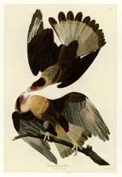 Rule 34 | absurdres, animal, animal focus, bird, border, branch, brown eyes, caracara, cream background, crested caracara, cursive, english text, fine art, from side, full body, highres, incredibly absurdres, john james audubon, latin text, leaning to the side, looking at another, no humans, open mouth, original, realistic, talons, traditional media, white border