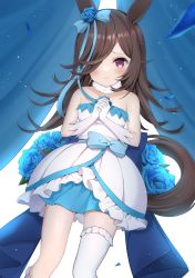 Rule 34 | 1girl, agaki anko, animal ears, asymmetrical legwear, backlighting, blue flower, blue rose, blush, bow, brown hair, collarbone, commentary request, curtains, dress, flower, fur collar, gloves, hair bow, hair over one eye, highres, horse ears, horse girl, horse tail, interlocked fingers, long hair, looking at viewer, off-shoulder dress, off shoulder, own hands together, petals, purple eyes, rice shower (umamusume), rose, single thighhigh, smile, solo, strapless, tail, thighhighs, umamusume, white dress, white gloves, white thighhighs