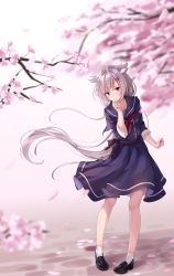 Rule 34 | 1girl, alternate costume, azur lane, bare legs, black footwear, blue shirt, blush, branch, breasts, cherry blossoms, closed mouth, commentary, day, embarrassed, hair flaps, hair ornament, hairclip, hand on own chin, highres, long hair, looking at viewer, montpelier (azur lane), outdoors, petals, ponytail, red neckwear, sailor collar, school uniform, serafuku, shirt, shoes, shokuyou koori, silver hair, skirt, skirt set, small breasts, socks, solo, thighs, white socks, wind