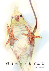 Rule 34 | against glass, animal focus, bird, cockatiel, cover, cover page, era (traveling bird), fishball, from below, no humans, original, parrot, translation request
