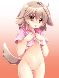Rule 34 | 1girl, animal ears, bare legs, blush, bottomless, brown hair, dog ears, dog tail, embarrassed, flat chest, hands on own chest, highres, no panties, no pants, open mouth, original, pussy, shinolion, short hair, solo, tail, takitsume shino, uncensored, yellow eyes