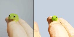 Rule 34 | animated, animated gif, closed mouth, frog, hand focus, keke (kokorokeke), looking at viewer, looping animation, macro, original, photo-referenced, reference inset, simple background, smile