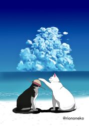 Rule 34 | 2others, absurdres, artist name, beach, cat, cloud, cloudy sky, commentary, full body, hat, hat ribbon, highres, multiple others, no humans, ocean, one piece, original, outdoors, red ribbon, ribbon, riononeko, sky, straw hat, white cat