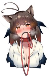 Rule 34 | 1girl, animal ears, antenna hair, bad id, bad twitter id, blush, breasts, brown hair, cleavage, collar, collarbone, girls&#039; frontline, gradient hair, hair between eyes, hair ornament, hair ribbon, heart, heart-shaped pupils, leash, looking at viewer, m14 (girls&#039; frontline), medium breasts, mouth hold, multicolored hair, nose blush, off shoulder, ribbon, shirt, sidelocks, solo, sweat, symbol-shaped pupils, teeth, teeth hold, unbuttoned, unbuttoned shirt, upper body, warashi, white background, white footwear, yellow eyes
