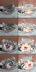 Rule 34 | 1girl, animal ears, biting, blush, cat, cat ears, cat girl, commentary request, eyebrows, fangs, fur collar, grey hair, highres, kemono friends, looking up, nanatidayo, open mouth, pallas&#039;s cat, pallas&#039;s cat (kemono friends), photo-referenced, photo inset, tongue, tongue out, whiskers, yellow eyes
