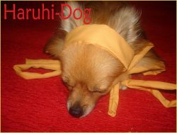 Rule 34 | 00s, haruhi-dog, photo (medium), suzumiya haruhi no yuuutsu, tagme