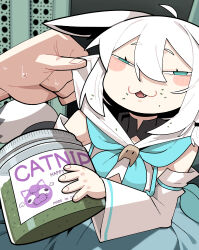 1girl :3 :d absurdres ahoge animal_ears aqua_eyes blue_neckerchief blush bottle catnip character_print cocomayo29_(tomato) commentary_request detached_sleeves drugged fang fox_ears fox_girl hair_between_eyes half-closed_eyes highres holding holding_bottle hololive korean_commentary long_sleeves neckerchief okanyan_(nekomata_okayu) open_mouth out_of_frame photo-referenced shirakami_fubuki shirakami_fubuki_(1st_costume) smile solo_focus virtual_youtuber white_hair