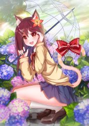 Rule 34 | 1girl, :d, animal ears, bad id, bad pixiv id, bow, brown eyes, brown hair, cat ears, cat girl, cat tail, day, flower, hair between eyes, hair flower, hair ornament, hairclip, highres, hydrangea, kneehighs, kyuu (chiu850513), loafers, long hair, open mouth, original, pleated skirt, school uniform, shoes, skirt, sky, smile, socks, solo, squatting, sweater, tail, transparent, transparent umbrella, umbrella