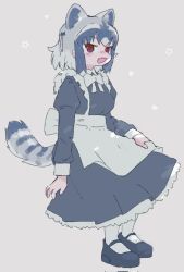 Rule 34 | 1girl, animal ears, black footwear, blush, bow, common raccoon (kemono friends), fang, frills, grey background, grey bow, grey hair, kemono friends, maid, naka (buttergirl 02), open mouth, raccoon ears, raccoon tail, red eyes, simple background, skin fang, solo, star (symbol), tail, white bow