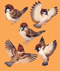 Rule 34 | animal focus, beak, biabiabia8, bird, eurasian tree sparrow, highres, no humans, orange background, original, simple background, sparrow, spread wings