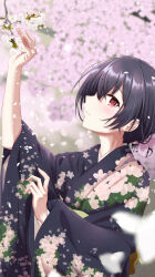 Rule 34 | 1girl, arm up, black hair, black kimono, blurry, blurry background, blurry foreground, blush, cherry blossoms, falling petals, floral print, from side, hair between eyes, hair bun, hair ribbon, hand up, highres, idolmaster, idolmaster shiny colors, japanese clothes, kimono, long sleeves, looking at viewer, morino rinze, nagmilk, obi, obiage, open mouth, petals, pink ribbon, print kimono, red eyes, ribbon, sash, short hair, smile, solo, tree, upper body, wide sleeves