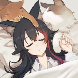 Rule 34 | 1girl, animal ear fluff, animal ears, black hair, cat, closed eyes, collared shirt, duplicate, hand up, highres, hololive, long sleeves, multicolored hair, ookami mio, parted lips, pillow, pixel-perfect duplicate, red hair, shirt, solo, streaked hair, sweat, taiga (ookami mio), tawa (ookami mio), tugo, under covers, virtual youtuber, white shirt, wolf ears