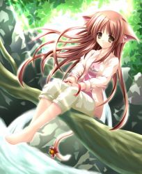 Rule 34 | 1girl, animal ears, barefoot, bell, brown eyes, brown hair, cat ears, forest, long hair, nature, open clothes, open shirt, outdoors, ribbon, shirt, shorts, solo, toes