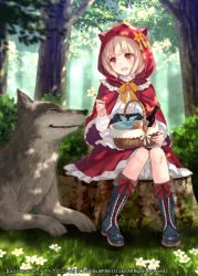 Rule 34 | 1girl, :d, animal hood, basket, big bad wolf, blush, boots, bottle, brown eyes, brown hair, bush, capelet, company name, copyright name, cross-laced footwear, english text, flower, forest, frills, fukahire (ruinon), grass, holding, holding flower, hood, knees together feet apart, last chronicle, little red riding hood, little red riding hood (grimm), long sleeves, looking at another, lying, nature, on stomach, open mouth, profile, red skirt, shirt, sitting, skirt, smile, tree, tree stump, watermark, white shirt, wine bottle, wolf