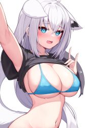 Rule 34 | 1girl, absurdres, ahoge, alternate breast size, animal ear fluff, animal ears, bikini, bikini top only, blush, braid, breasts, deaver, fang, fox ears, fox girl, fox tail, green eyes, hair between eyes, highres, hololive, large breasts, long hair, looking at viewer, navel, open mouth, shirakami fubuki, sidelocks, single braid, skin fang, solo, swimsuit, swimsuit under clothes, tail, virtual youtuber, wet, white background, white hair