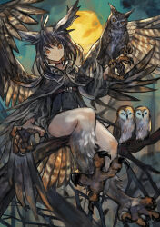 Rule 34 | 1girl, absurdres, animal, belt, bird, bird legs, bird tail, black belt, black choker, black cloak, brown feathers, brown hair, brown wings, choker, claws, cloak, commentary request, feather hair, feathered wings, feathers, full moon, harpy, highres, long hair, looking at viewer, monster girl, moon, orange eyes, original, owl, sabamiso taro, sitting on branch, solo, tail, talons, winged arms, wings