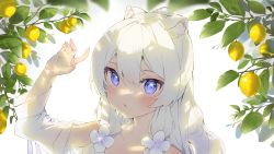 Rule 34 | 1girl, animal ear fluff, animal ears, arm up, backlighting, bare shoulders, bikini, blue eyes, blush, cheli (kso1564), collarbone, commentary request, copyright request, food, fruit, hair between eyes, highres, lemon, long hair, looking at viewer, official art, open clothes, open shirt, parted lips, shirt, solo, swimsuit, upper body, virtual youtuber, white bikini, white hair, white shirt
