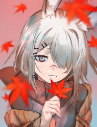 Rule 34 | 1girl, absurdres, animal ear fluff, animal ears, ao oni (onioni-aoi), arknights, autumn leaves, blurry, blurry background, blurry foreground, blush, brown jacket, brown scarf, commentary request, depth of field, frostnova (arknights), grey eyes, grey hair, grey shirt, hair ornament, hair over one eye, hairclip, hand up, highres, holding, holding leaf, jacket, leaf, long hair, looking at viewer, maple leaf, parted lips, rabbit ears, scarf, shirt, smile, solo, upper body