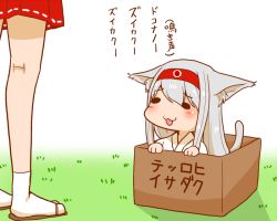 Rule 34 | 10s, 2girls, :3, animal ears, box, cat ears, cat tail, commentary request, for adoption, hairband, in box, in container, japanese clothes, kantai collection, kemonomimi mode, long hair, multiple girls, pleated skirt, red skirt, sandals, sento (iroiro gottani), shoukaku (kancolle), skirt, tail, translation request, white hair, white legwear