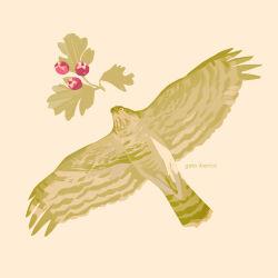 Rule 34 | animal, animal focus, artist name, berry, bird, commentary, english commentary, flying, gatoiberico, hawk, hawthorn (plant), highres, leaf, no humans, original, simple background, sparrowhawk