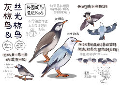 Rule 34 | !, animal, animal focus, bird, black eyes, chinese commentary, chinese text, closed mouth, commentary request, flock, flying, from above, from below, from side, full body, garlica, highres, multiple views, music, no humans, original, simple background, singing, starling, translation request, white background