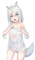Rule 34 | 1girl, :d, animal ear fluff, animal ears, aoinu (aoinu 99), blue eyes, breasts, highres, monochrome background, naked shirt, off shoulder, open mouth, original, oversized clothes, oversized shirt, see-through, shirt, short hair, short sleeves, silver hair, simple background, smile, solo, tail, white background, white shirt