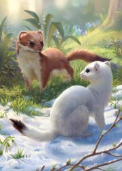 Rule 34 | animal, animal focus, artist name, blunell (artist), blurry, branch, brown fur, commentary request, depth of field, ermine, grass, highres, nature, no humans, original, outdoors, signature, snow, watermark, weasel, white fur
