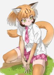Rule 34 | 1girl, animal ear fluff, animal ears, brown hair, commentary, elbow gloves, extra ears, gloves, gradient hair, grass, grey background, highres, kemono friends, looking to the side, miniskirt, multicolored hair, necktie, orange gloves, orange hair, orange thighhighs, pink necktie, pink skirt, plaid, plaid necktie, plaid skirt, pleated skirt, puma (kemono friends), shirt, short hair, short sleeves, skirt, solo, squatting, tail, tanabe (fueisei), thighhighs, untucked shirt, white hair, white shirt, yellow eyes, zettai ryouiki