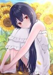 Rule 34 | 1girl, blue hair, dark blue hair, dress, expressionless, flower, head tilt, highres, idolmaster, idolmaster shiny colors, knees up, koshikoshikossi, long hair, looking at viewer, morino rinze, outdoors, own hands together, red eyes, sitting, solo, straight hair, sunflower, white dress
