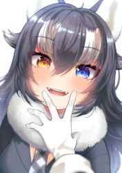 Rule 34 | animal ears, blue eyes, blush, close-up, commentary request, fangs, fur trim, gloves, grey hair, grey jacket, grey necktie, grey wolf (kemono friends), heterochromia, highres, jacket, kemono friends, long hair, long sleeves, looking at viewer, mitorizu 02, multicolored hair, necktie, open mouth, plaid necktie, plaid neckwear, sleeve cuffs, white fur, white gloves, white hair, wolf ears, wolf girl, yellow eyes
