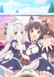 Rule 34 | 1boy, 2girls, :3, animal ears, artist request, bell, blue eyes, blunt bangs, brown eyes, brown hair, cat ears, cat girl, cat tail, chestnut mouth, chocola (nekopara), collar, day, highres, jingle bell, key visual, long hair, looking at viewer, low twintails, maid, maid headdress, minazuki kashou, multiple girls, name tag, neck bell, nekopara, official art, open mouth, outdoors, parted lips, petals, promotional art, silver hair, slit pupils, smile, tail, thighhighs, twintails, vanilla (nekopara), very long hair, waitress, wind