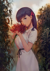 Rule 34 | 1girl, backlighting, black ribbon, bouquet, breasts, bush, charimei, closed mouth, collared dress, commentary request, cowboy shot, day, dress, fate/stay night, fate (series), flower, from above, hair ribbon, heterochromia, highres, holding, holding bouquet, large breasts, long hair, looking at viewer, looking to the side, matou sakura, official alternate costume, outdoors, pink eyes, pink ribbon, purple eyes, purple hair, red flower, ribbon, short sleeves, smile, solo, spider lily, sunlight, white dress
