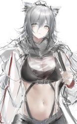 Rule 34 | 1girl, animal ears, arknights, cat ears, commentary request, crop top, grey hair, grey scarf, hair between eyes, highres, jacket, long hair, long sleeves, looking at viewer, maho (drmaho1), midriff, navel, open clothes, open jacket, scarf, schwarz (arknights), simple background, solo, stomach, upper body, white background, white jacket, yellow eyes