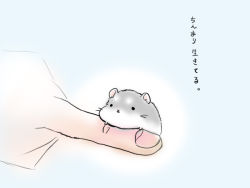 Rule 34 | animal, hamster, hand focus, mouse (animal), original, saiko0430, saiko (saico), text focus, translated