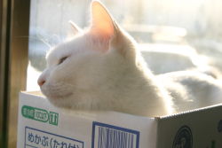 Rule 34 | animal ears, animal focus, box, cardboard box, cat, cat ears, in box, in container, lying, no humans, photo (medium), sleepy, whiskers, white cat, window
