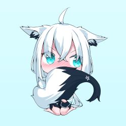 Rule 34 | 1girl, absurdres, ahoge, animal ear fluff, animal ears, blue background, blush, chibi, commentary request, covering own mouth, fox ears, fox girl, fox tail, green eyes, hair between eyes, highres, holding own tail, hololive, ikamoworkshop, long hair, looking away, pentagram, shirakami fubuki, sidelocks, simple background, sitting, solo, tail, virtual youtuber, wariza, white hair