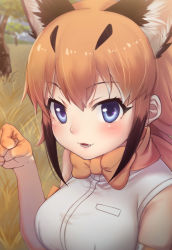 Rule 34 | 10s, 1girl, :d, animal ears, black hair, blue eyes, blush, bow, bowtie, breasts, caracal (kemono friends), elbow gloves, fang, gloves, grass, hair between eyes, kemono friends, looking at viewer, medium breasts, multicolored hair, nyifu, open mouth, orange bow, orange bowtie, orange hair, outdoors, paw pose, shirt, short hair, sleeveless, sleeveless shirt, smile, solo, teeth, traditional bowtie, tree, white shirt
