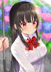 Rule 34 | 1boy, 1girl, blurry, blurry background, blush, bow, bowtie, bra visible through clothes, breasts, brown hair, closed mouth, collared shirt, dress shirt, flower, highres, hydrangea, large breasts, long hair, mizukoshi (marumi), original, outdoors, rain, red bow, red eyes, shirt, solo focus, striped bow, striped bowtie, striped clothes, striped neckwear, umbrella, upper body, wet, wet clothes, wet hair, wet shirt