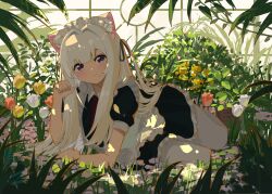 Rule 34 | 1girl, absurdres, animal ear fluff, animal ears, apron, arm rest, black shirt, black skirt, branch, bush, cat ears, cat girl, cat tail, closed mouth, day, flower, frilled apron, frilled skirt, frills, greenhouse, hand up, highres, indoors, kgt (pixiv12957613), long bangs, looking at viewer, lying, maid, maid headdress, neck ribbon, on side, original, pantyhose, paw pose, plant, pleated skirt, puffy short sleeves, puffy sleeves, purple eyes, raised eyebrows, red flower, red ribbon, red tulip, ribbon, shirt, short sleeves, sidelocks, skirt, smile, solo, tail, tulip, white apron, white flower, white hair, white pantyhose, white tulip, window