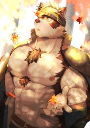 Rule 34 | 1boy, :o, abs, animal ears, autumn leaves, bara, bare pectorals, belt, chest hair, crow (siranui), furry, furry male, grey fur, grey hair, headband, highres, horkeu kamui, jacket, jacket on shoulders, large pectorals, leaf, leaf on head, male focus, maple leaf, multicolored hair, muscular, muscular male, navel, nipples, pectorals, scar, scar on chest, short hair, solo, stomach, sunlight, tail, tokyo houkago summoners, two-tone fur, two-tone hair, upper body, white fur, wolf boy, wolf ears, wolf tail, yellow eyes