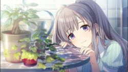 Rule 34 | 1girl, bandaid, blue dress, blush, closed mouth, commentary, dress, grey hair, head on table, highres, idolmaster, idolmaster shiny colors, long hair, looking at viewer, plant, potted plant, puffy short sleeves, puffy sleeves, purple eyes, short sleeves, smile, solo, squatting, sunlight, table, takeshi moba, twintails, yukoku kiriko