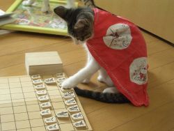 Rule 34 | board game, cat, no humans, photo (medium), shogi