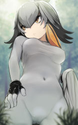 Rule 34 | 10s, 1girl, amekosame, bird tail, bird wings, black gloves, bodystocking, breasts, breasts apart, cameltoe, clothes around waist, covered erect nipples, covered navel, feathers, fingerless gloves, gloves, grass, hair between eyes, head wings, impossible clothes, kemono friends, looking to the side, low ponytail, medium breasts, outdoors, shoebill (kemono friends), skin tight, skindentation, solo, standing, tail, taut clothes, wings, yellow eyes
